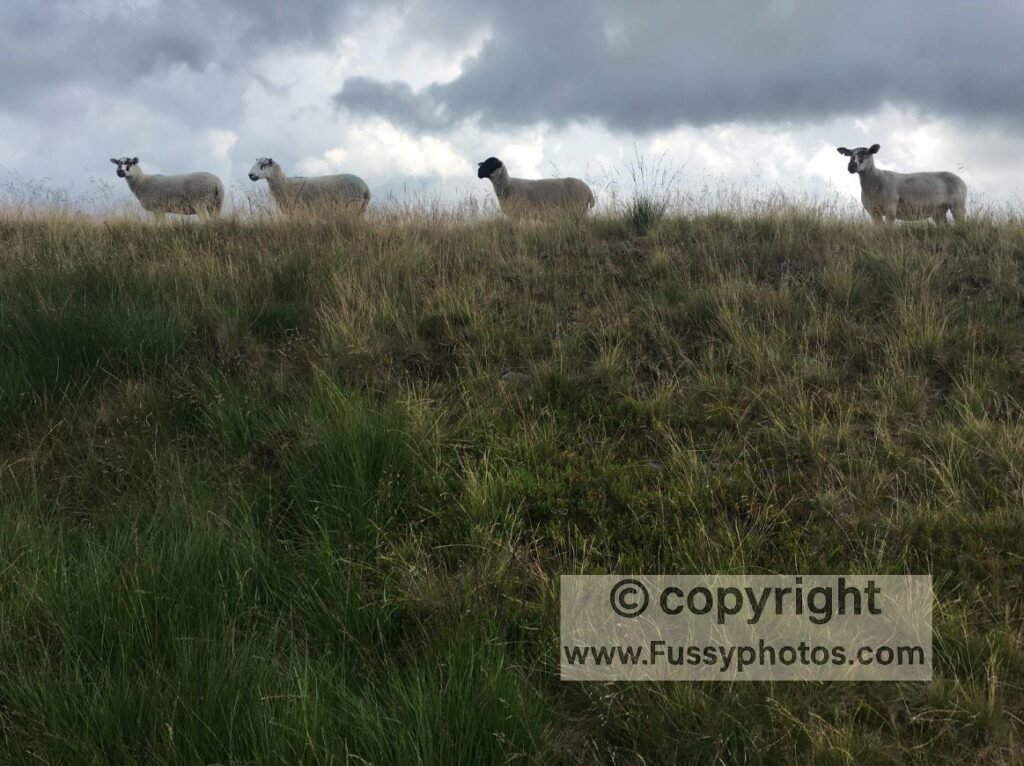 The Pennine Way Day 2 — sheep grazing near M62