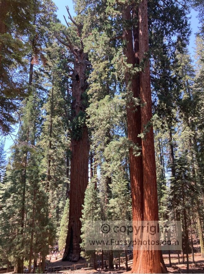 The General Sherman Tree—seen here in full—towers above the surrounding forest, its scale unmistakable.