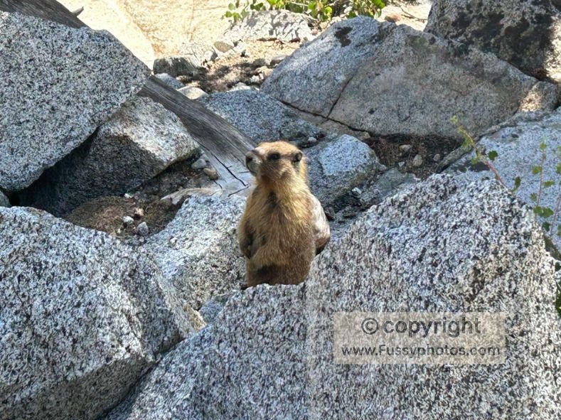 Do not be fooled. This is a tiny mechanic with bad ideas!