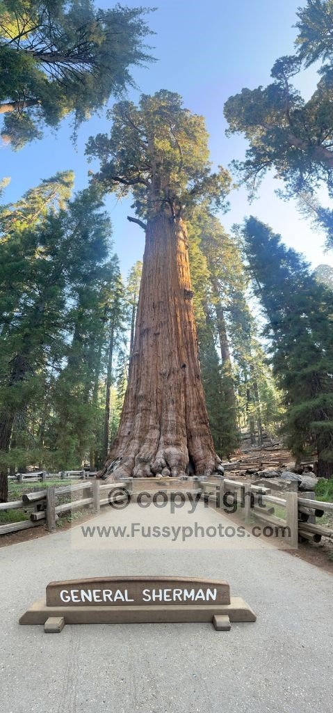 The General Sherman Tree in Giant Forest — a towering example of what makes Sequoia National Park special, standing as the largest tree on Earth by volume.