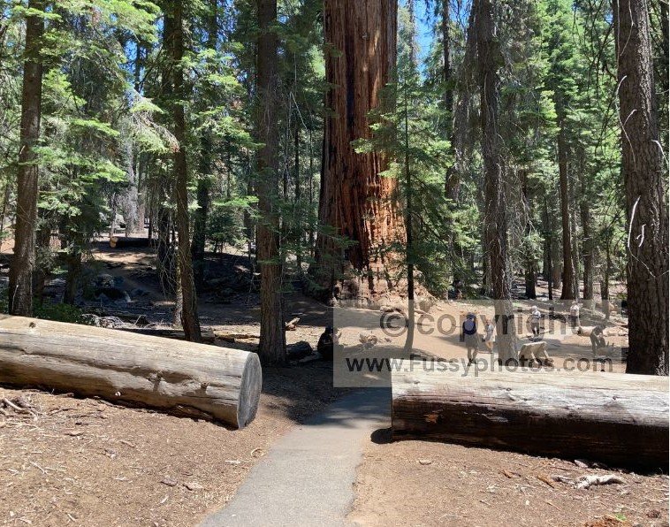 Well-graded trails in Giant Forest