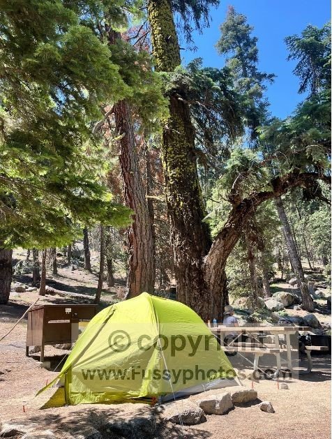 Lodgepole Campground. Amenities include a bear box and picnic bench.
