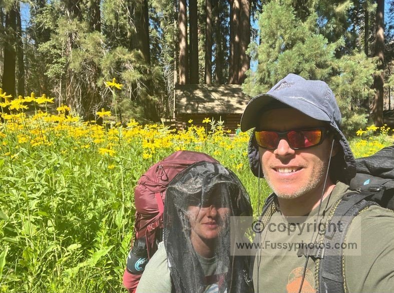 Yellow wildflowers blooming in a boggy meadow near Redwood Meadow in Sequoia National Park