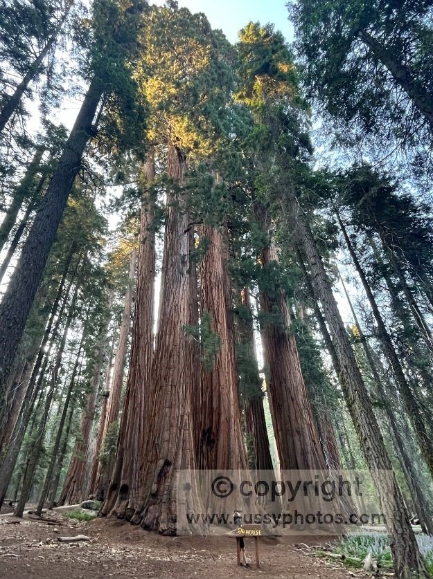 The House: A cluster of enormous sequoias on the Congress Trail— and we had it all to ourselves!