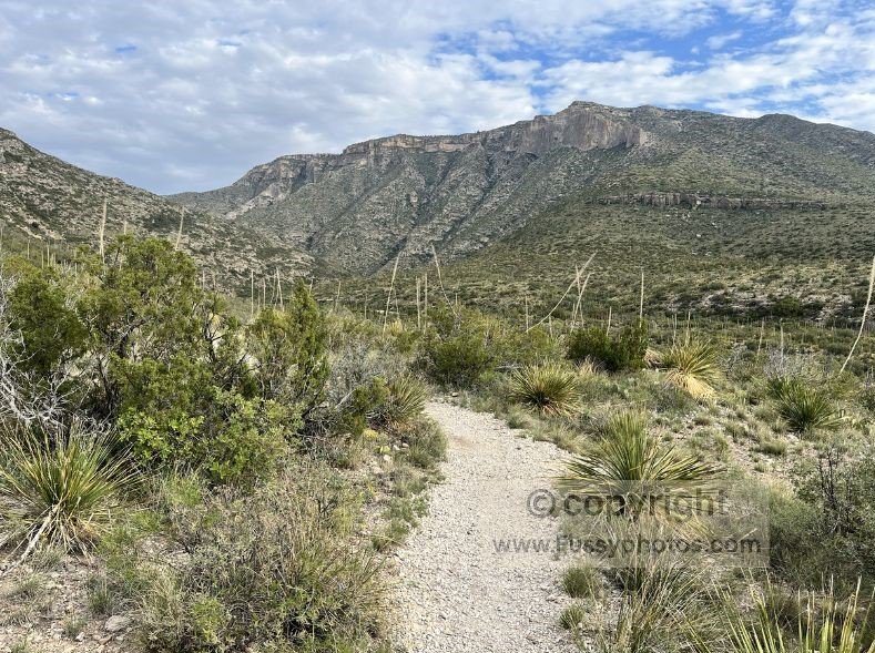 Guadalupe Mountains National Park Guide: McKittrick Canyon visible ahead — often called the most beautiful spot in Texas.