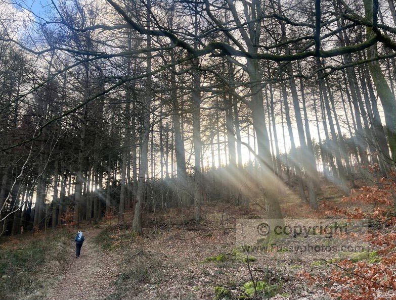 Sunlight filtering through the trees on the steep ascent toward Woodcock Coppice near Fairholmes