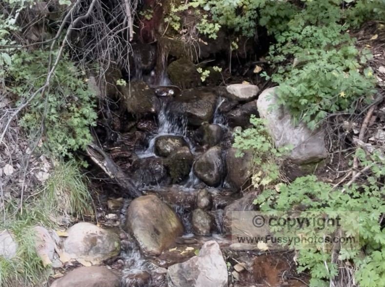 Beatty Spring in summer: a small but reliable trickle for topping up