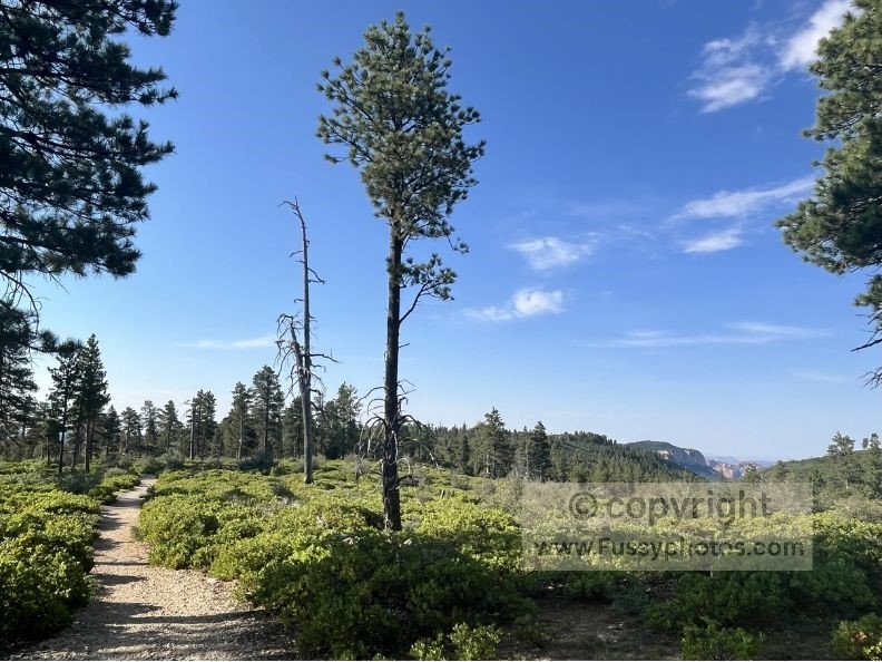 Early section of the West Rim Trail, shortly after leaving the Wildcat Canyon junction