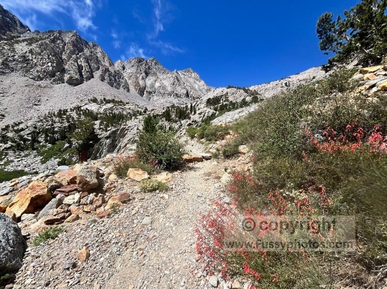 Wildflowers on Piute Pass Trail east of Loch Leven