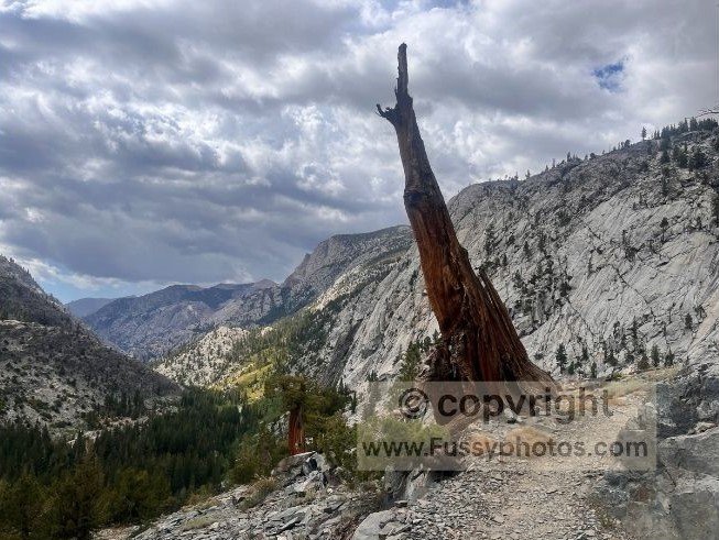 A weathered dead tree stands beside the switchbacks as the trail rises above the South Fork San Joaquin River, opening views back to the northwest.