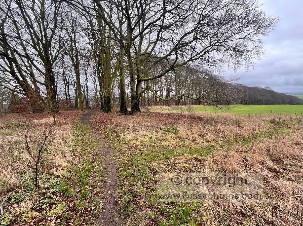 Woodland close to Warter Priory estate.