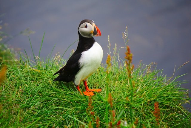 Close‑up of an Atlantic puffin with a colourful bill, photographed by Felix on Unsplash, used to illustrate the seabirds seen at Bempton Cliffs.