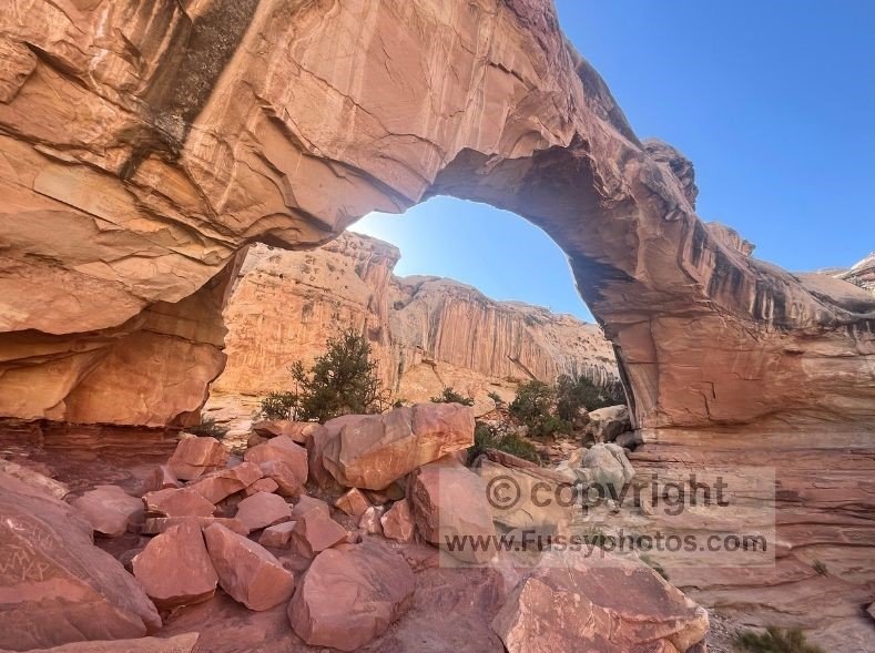 Close‑up view of Hickman Bridge in Capitol Reef National Park, showing the massive red‑rock arch towering above the trail on this short, scenic hike that anchors a classic one‑day visit with easy access and impressive canyon scenery.