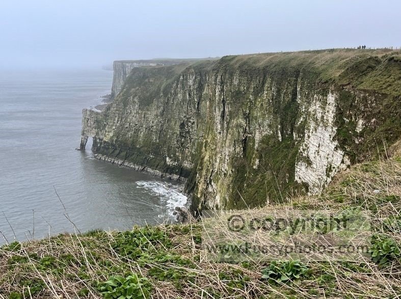 View from New Roll‑up at Bempton Cliffs, looking across chalk cliffs and seabird colonies.
