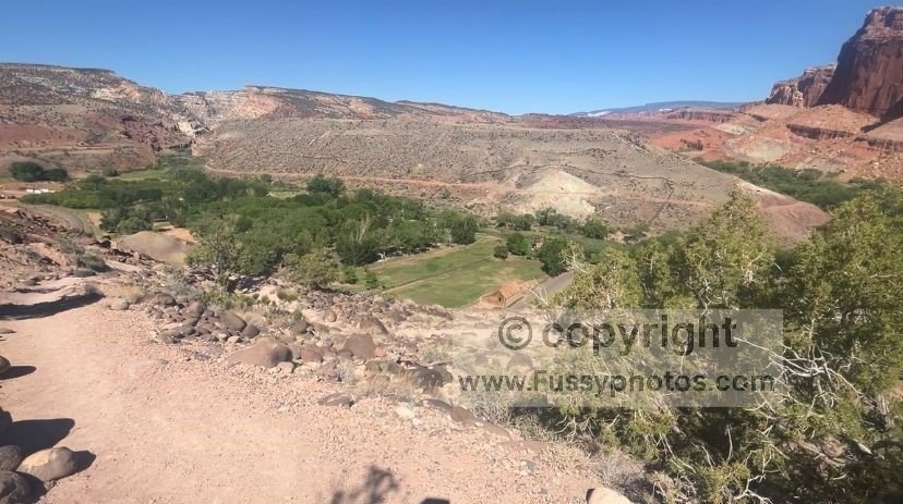 Fruita’s green orchards and shaded oasis seen from the Cohab Canyon Trail, with cottonwoods and irrigated fields standing out against Capitol Reef’s red‑rock cliffs as one of the few cool, sheltered areas in the summer heat.