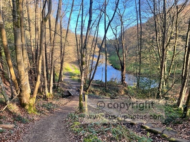 Path descending through woodland to the River Esk on the Coast to Coast, with the river visible to the right at water level.