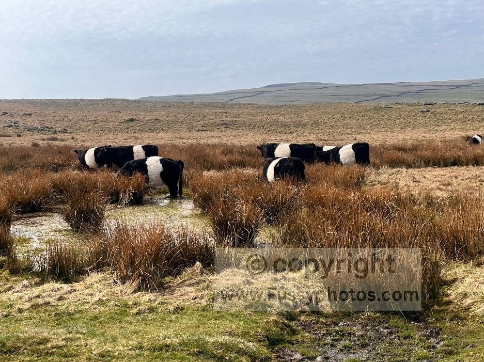 Black cattle with a white band across their middle on the moorland section above Ing Scar, seen after the cantilever stone steps on the ascent to the high ground.