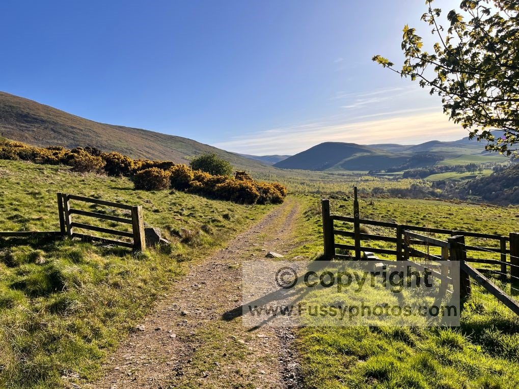 Trail heading west along St Cuthbert’s Way on a farmer’s track, before entering the scrubby, goat‑grazed section.