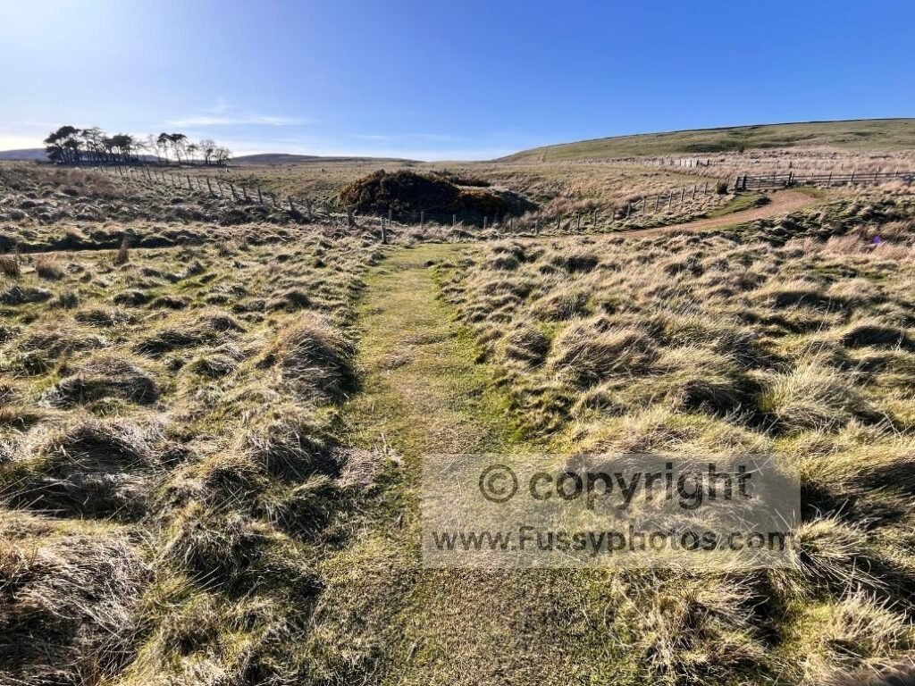 Moorland trail on St Cuthbert’s Way crossing sheep‑farming land as the ground becomes softer underfoot.