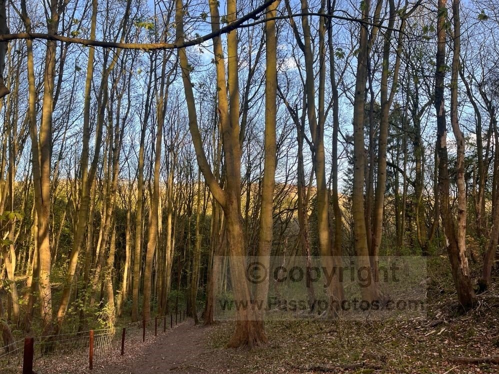 Shaded woodland path in South Wold Plantation, following the left‑hand turn towards Elloughton Dale on the Yorkshire Wolds Way.