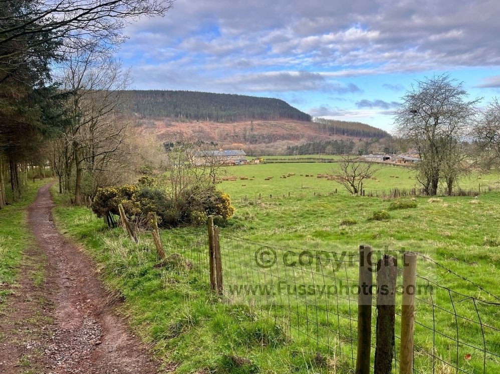 Plantation at Hollin Hill seen from the 180m low point on the Coast to Coast route.