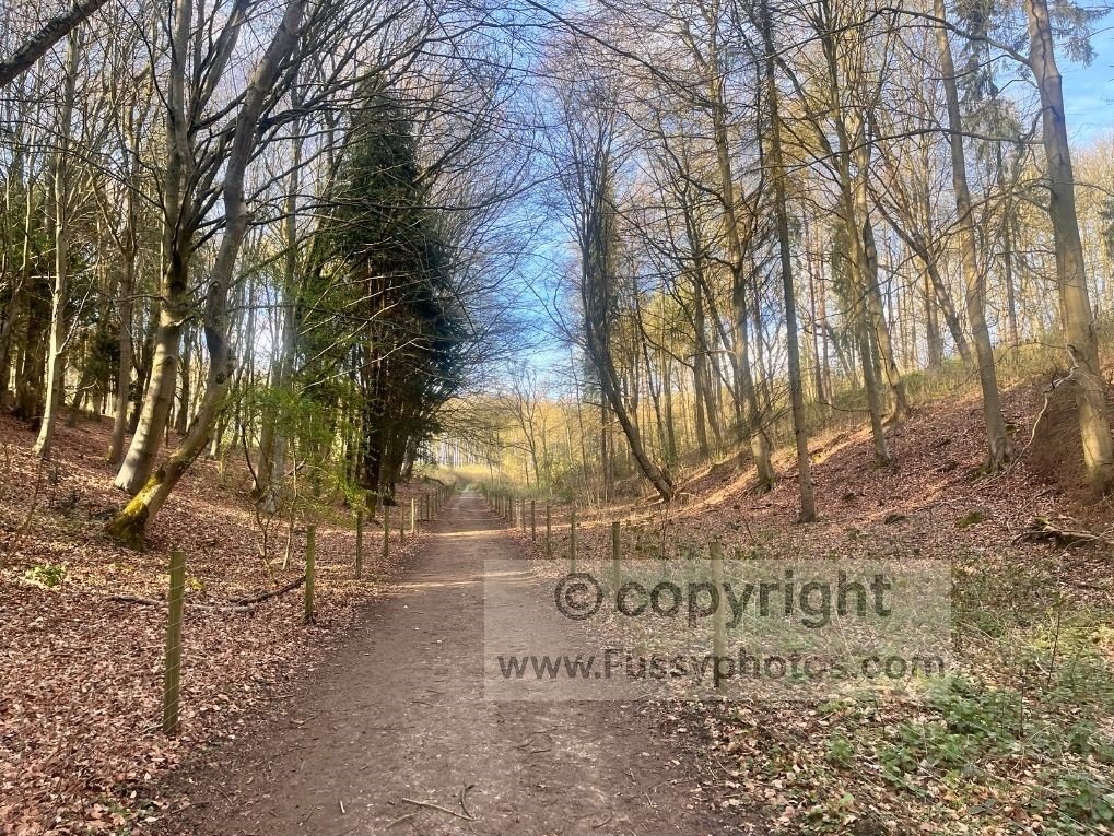 Deciduous trees arching over the path as Welton Dale narrows, showing the more enclosed woodland on the Yorkshire Wolds Way.