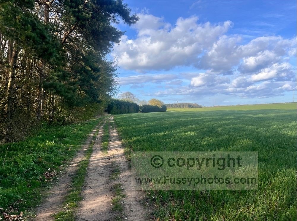 View north past Welton Dale, with tall trees lining the left side of the path and open farmland to the right on the Yorkshire Wolds Way.
