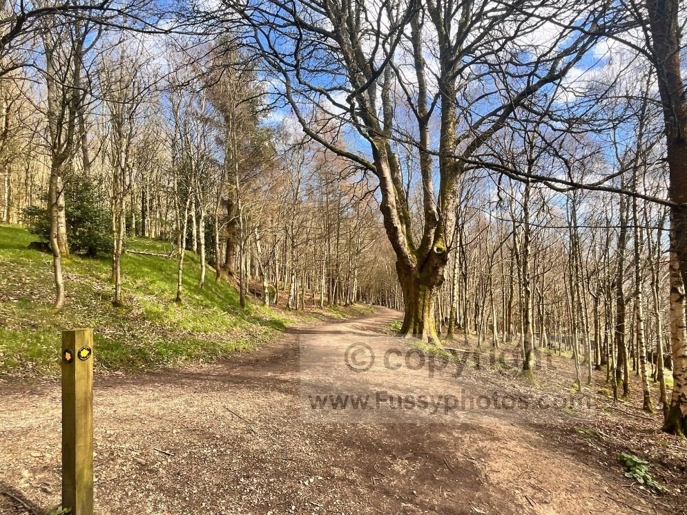 Junction on the Langsett Reservoir walk, showing the main path running through the trees towards the reservoir’s northern shoreline.