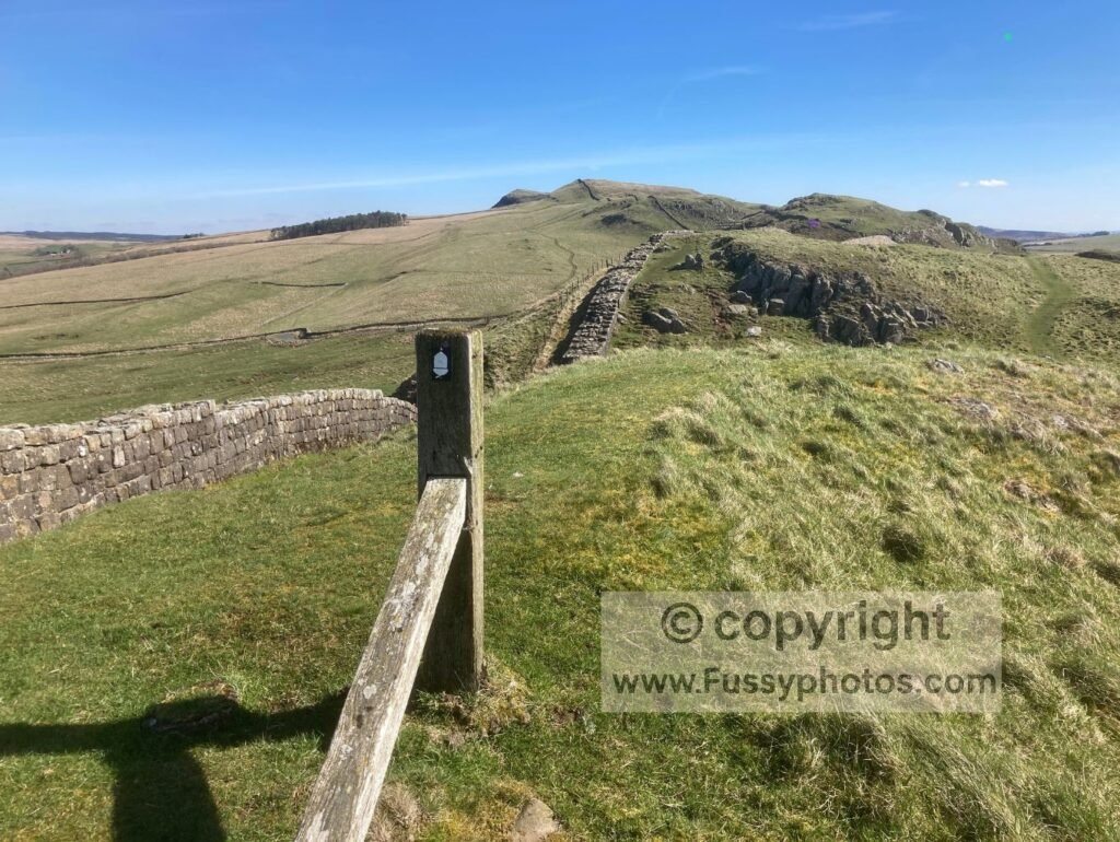 White acorn symbol marking the Pennine Way where the trail follows Hadrian’s Wall.