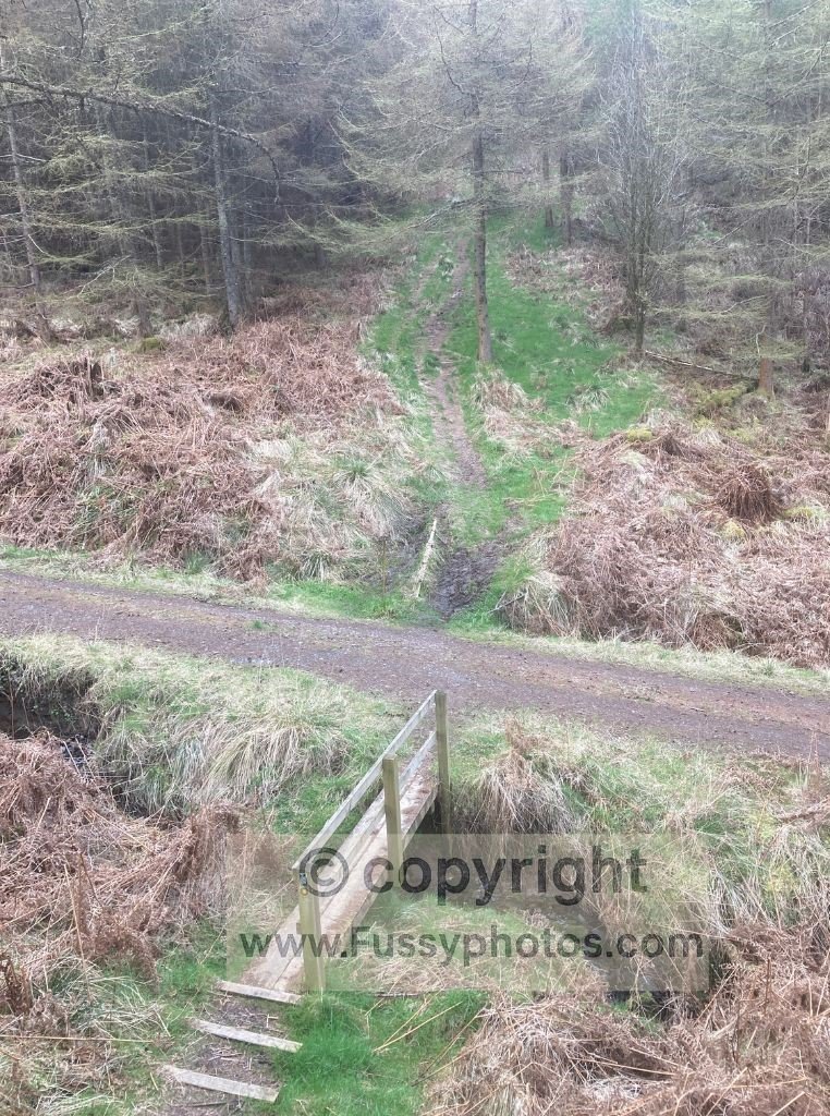 View of a muddy, uphill path through the plantation north of Byrness, with the slope clearly visible.