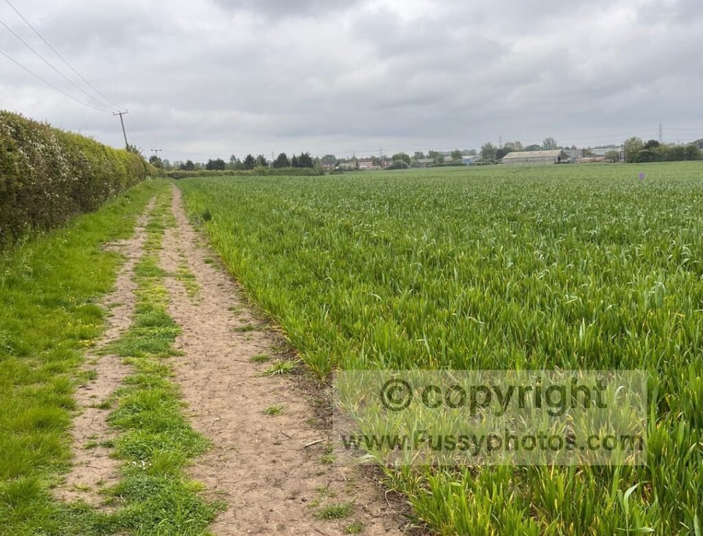 View of the Yorkshire Wolds Way heading north from Market Weighton along a farm track towards Londesborough Park, showing the flat farmland used on the alternative route.