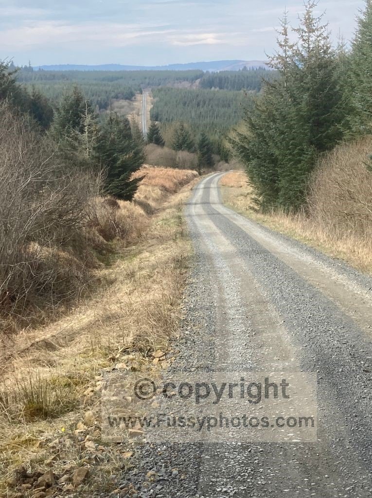 Long, straight forestry gravel road running through a dense conifer plantation north of Padon Hill, stretching for miles into the distance.