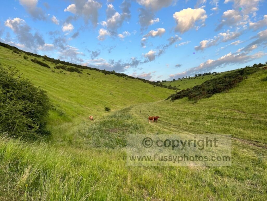 Cows in Sylvan Dale on the Wolds Way, standing in the quiet valley just before the tough ascent that regains the lost elevation.