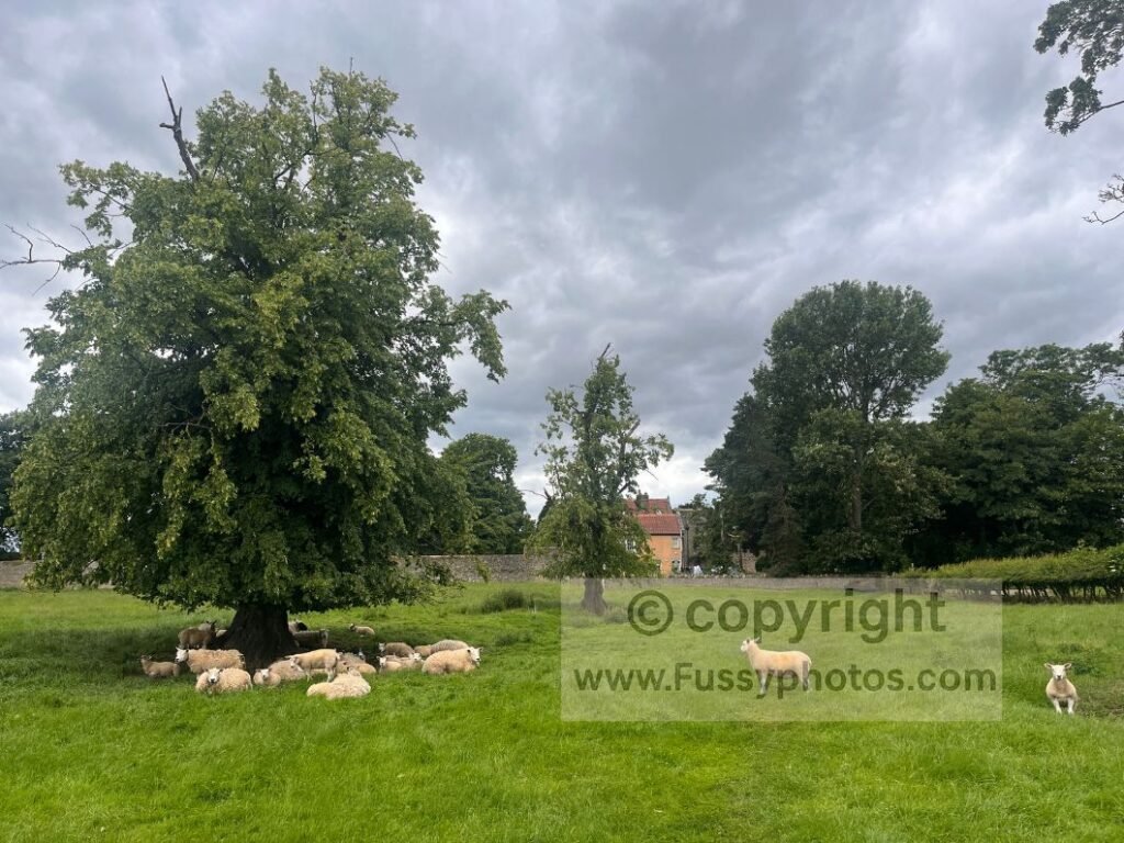 Sheep lying in farmland near Bolton‑on‑Swale on the C2C route.