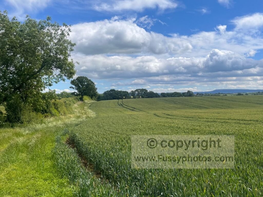 Wide agricultural field on the Coast to Coast Path, looking back towards the area around Danby Wiske