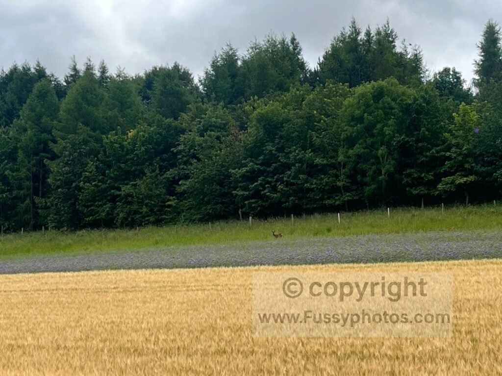 Deer in Swin Dale on the Wolds Way, captured in the quiet 1.6‑mile dry valley where wildlife often appears on warm summer days.