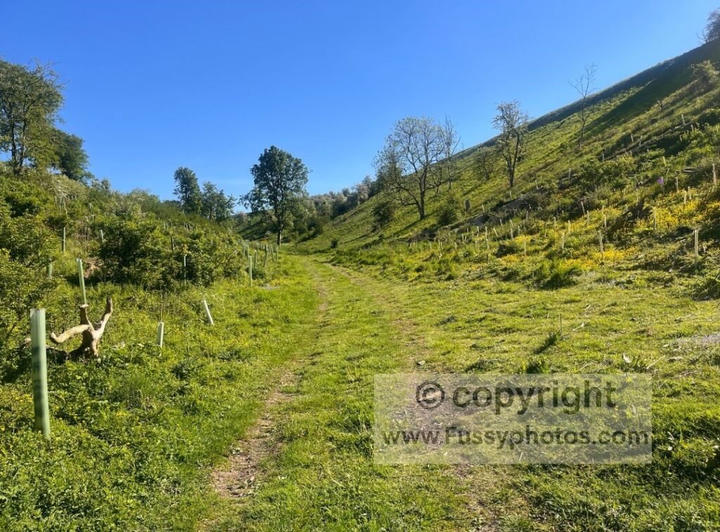 Path rising through Pluckham Plantation as the route leaves Pluckham Dale, cutting between the trees before emerging into farmland on the way up to the A166.