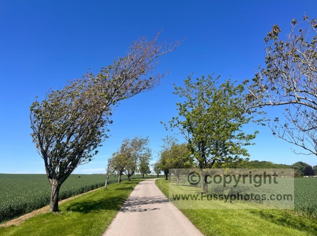 Tree‑lined track on the Wolds Way north of Huggate, the quiet approach towards the farm before the trail drops into Horse Dale.