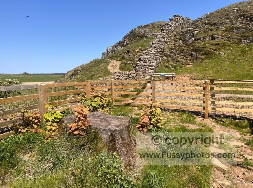 Photo showing the damaged Sycamore Gap Tree at close range, with small shoots emerging as it slowly recovers.