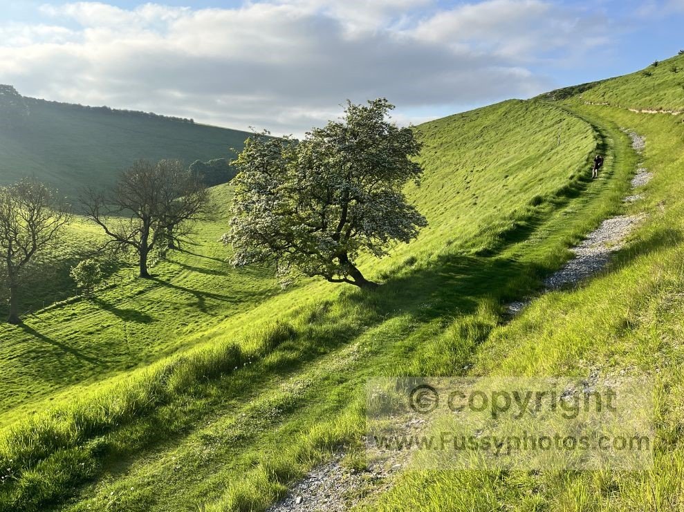 View of the easy descent into Thixen Dale, with grassy slopes and firm chalk underfoot reflecting the gentle terrain typical of the Wolds Way dry valleys.