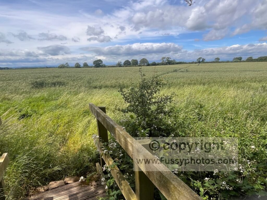 Hidden trail grass — footbridge entering a field where tall grass hides the Coast to Coast path.