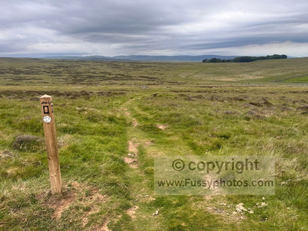 Coast to Coast trail marker on the repetitive moorland of Oddendale, illustrating the bland scenery described before the approach to Shap.