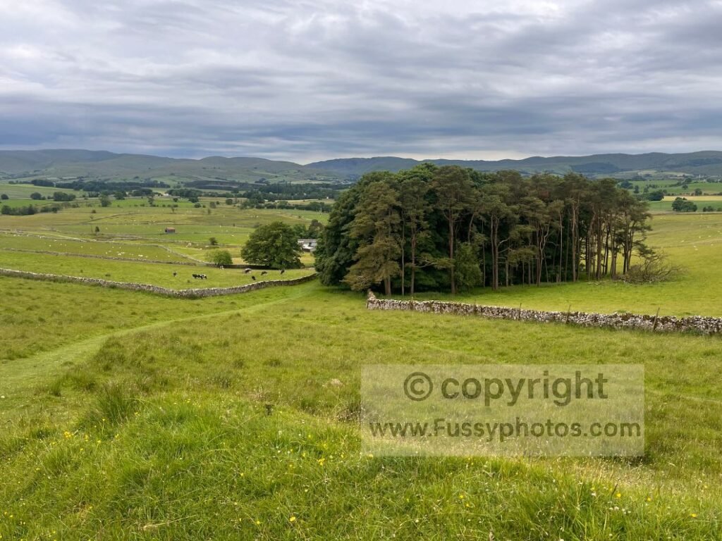 Photo looking south from Orton Scar, showing grassy fields and the faint trail used on Coast to Coast Day 7.