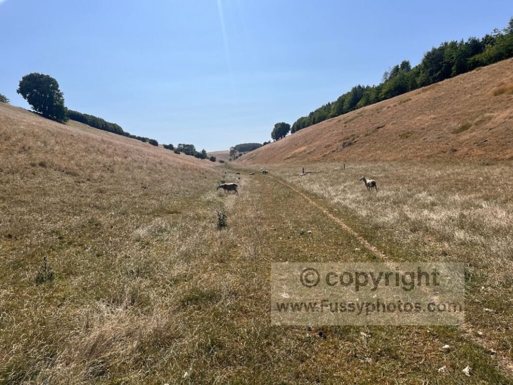 Sheep ahead on the westward continuation of Thixen Dale, where the path leaves the Yorkshire Wolds Way and follows the Chalkland Way through Milham Dale towards the Roman road.