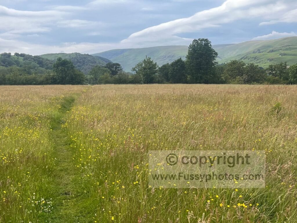 Fields dotted with horseflies and the valley leading to Haweswater, illustrating the moment the landscape changed and lifted the mood after tricky route‑finding.