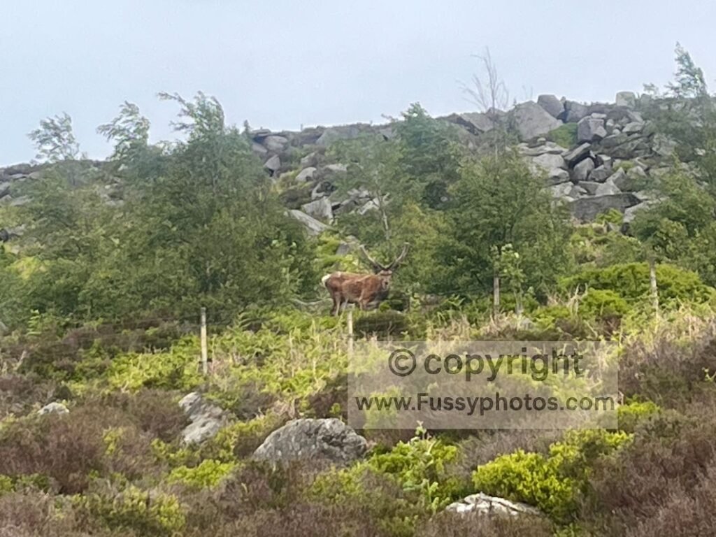 Deer standing between the lower Upper Burbage trail and the higher path, with Higger Tor and Burbage Brook visible in the valley.