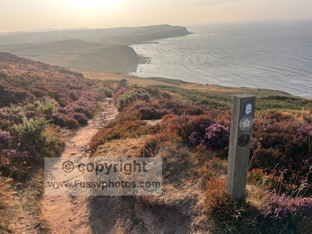 Cleveland Way acorn trail sign with heather‑covered cliffs in evening light, photographed on the eastward descent from Boulby Cliff.