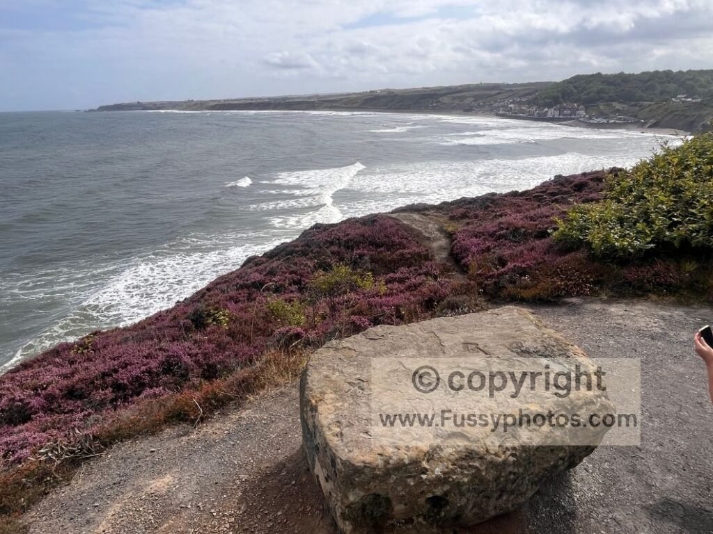 View east towards Sandsend from the Cleveland Way, with purple heather in the foreground near the old alum quarry.