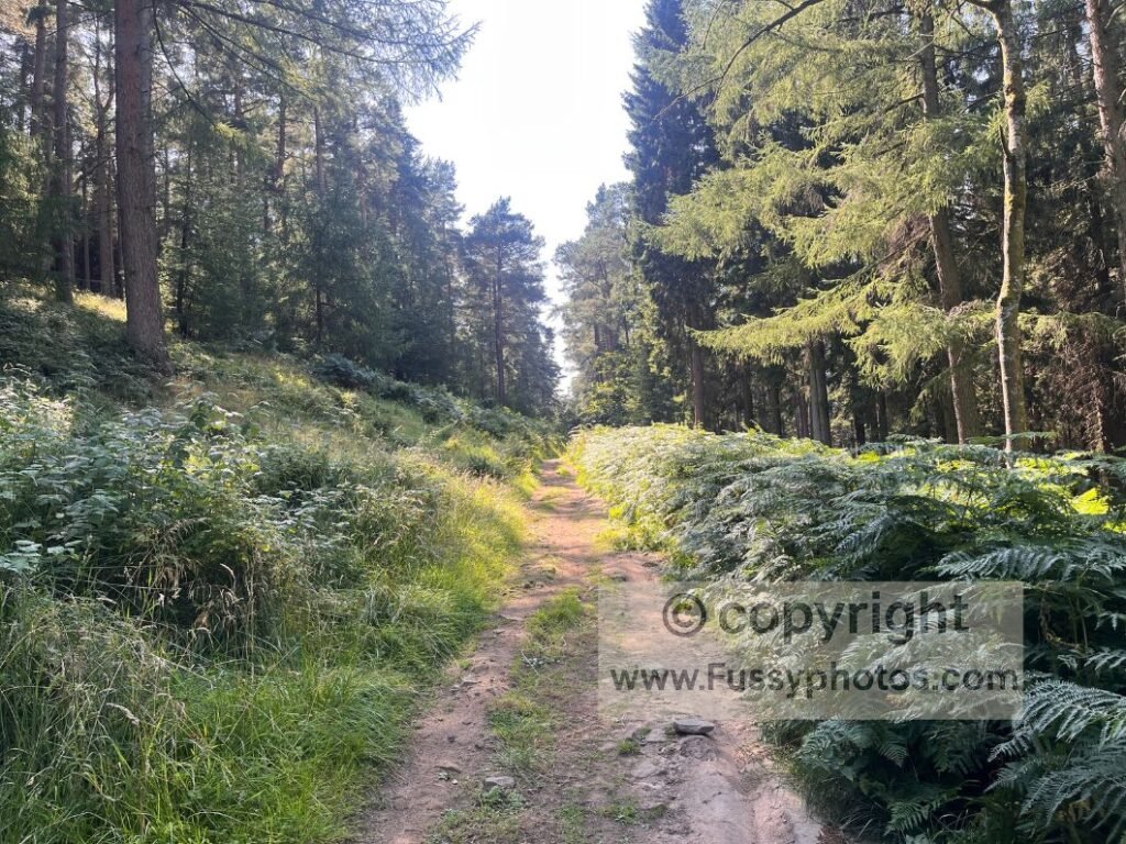 Woodland ascent on the Win Hill circular route; narrow forestry tracks climbing above Ladybower Reservoir, leading towards open Peak District moorland.