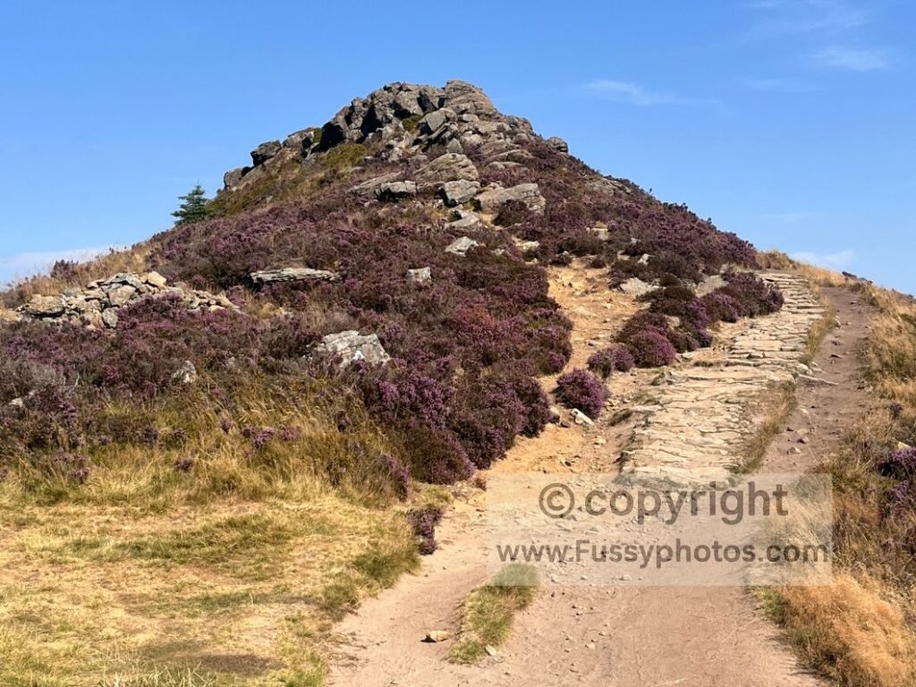 Western ridge ascent to Win Hill summit; bright heather moorland climbing towards the triangular summit of Win Hill overlooking Ladybower Reservoir in the Peak District.
